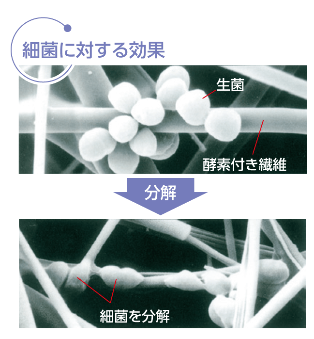 細菌に対する効果